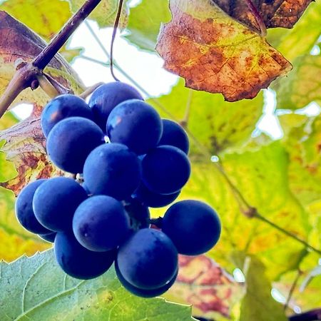 Willa Casa Ming Braszów Zewnętrze zdjęcie